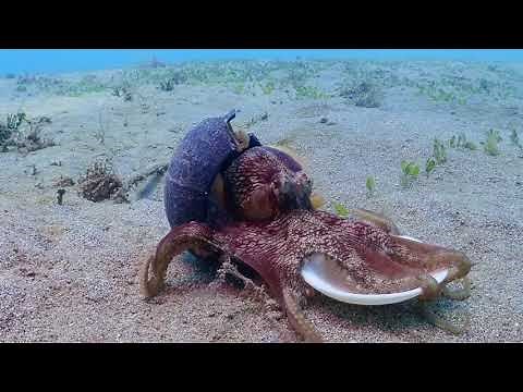 Coconut Octopus 'stilt walking' collecting shells to use as armor! ( Amphioctopus marginatus )