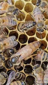 New queen bee laying eggs.