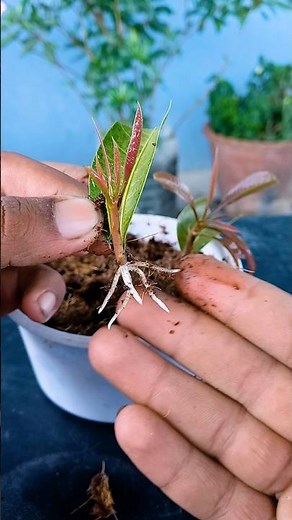 How To Grow Mango Trees From Mango Leaves