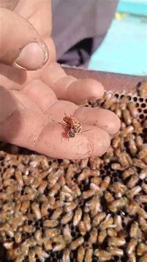 Queen Bee Problem – Should It Be Replaced?