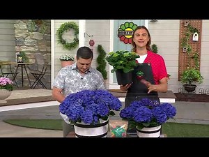 Roberta's 1pc Early Blooming Blue Hydrangea Live Plant on QVC
