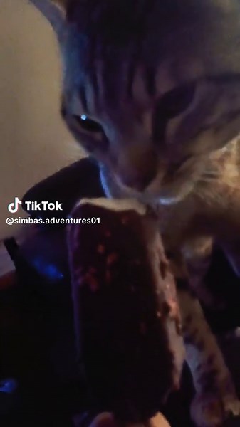 ⚔️simba's adventures⚔️ on TikTok