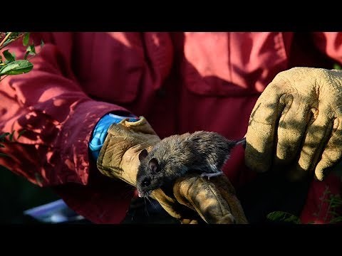 Threatened Preble's Meadow Jumping Mouse faces changing landscape