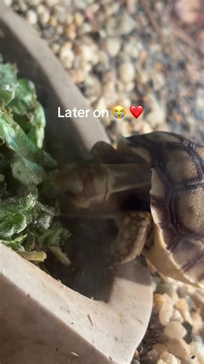 Sulcata enclosure build guide for baby tortoise