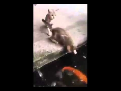 Koi Fish Eats Cat