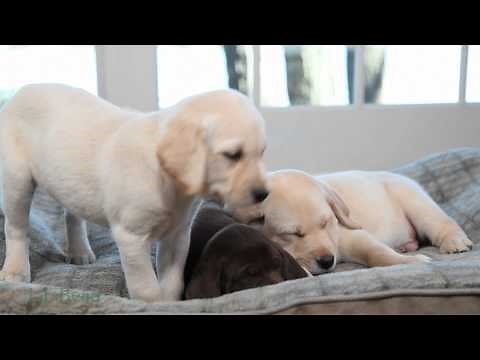 Sleepy Puppies | L.L.Bean