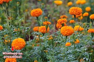 5.3K views · 33 reactions |  Brighten Your Garden! Marigold Plants...