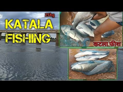 Katala Fishing/Katla Fishing/How To Catch Katala Fish/25kg Katala Fishing/Monster Katala Fishing