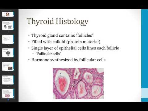 Complete Thyroid Lecture for Exams, Thyroid Explained from A–Z | Complete Endocrinology Lecture No 1