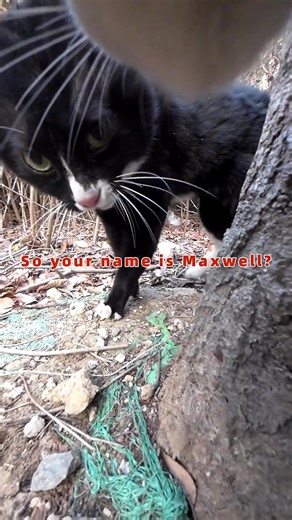 Maxwell the Cat: A Rivalry in the Feline World