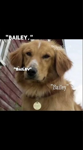 A dogs purpose #adogsjourney #adogspurpose #books #movie #school #dog