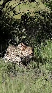 Leopard Graceful in the Savannah There’s nothing quite like watching a leopard move through the wild—stealthy, elegant, and effortlessly regal. Blending into the golden grasslands of Kenya, it reminds us that nature’s beauty lies in both power and grace.Come experience the magic of the savannah with us. BOOK WITH US TODAY!!!- https://sbsafariskenya.com #SBSafarisKenya #LeopardInTheWild #SafariMagic #ExploreKenya #WildlifeWonders | SB Safaris Kenya