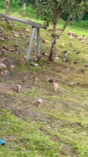 Ramon Bong Revilla, Jr. on Reels