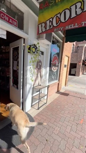 Why Is My Dog OBSESSED With the Record Store?