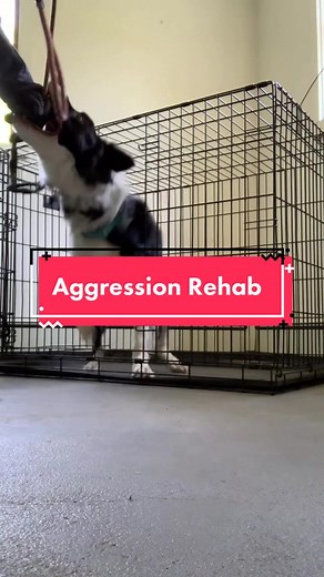 Make sure you give us a follow and keep an eye out for part 2 to see Ghost’s full transformation! #dogtrainer #behaviormodification #agression #aggressivedog #balancedtraining #fyp #dogbite #bordercollie #rehab