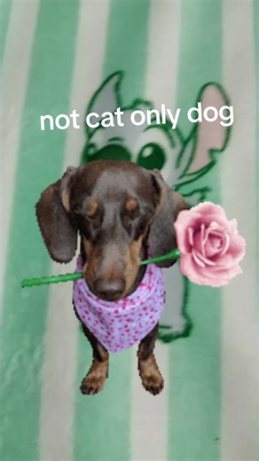 Tiger-lilly (@tigerlilly520)’s videos with original sound - Cooper