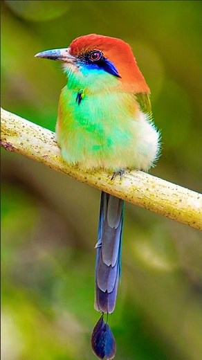 MOST RELAXING Bird Songs in Natur |100% Pure Wild Birds Sounds for Deep Sleep, Meditation