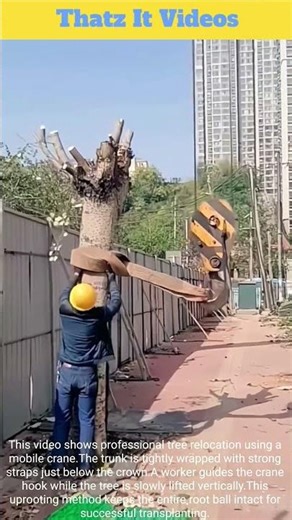 Tree Uprooting: Safe Crane Relocation Technique