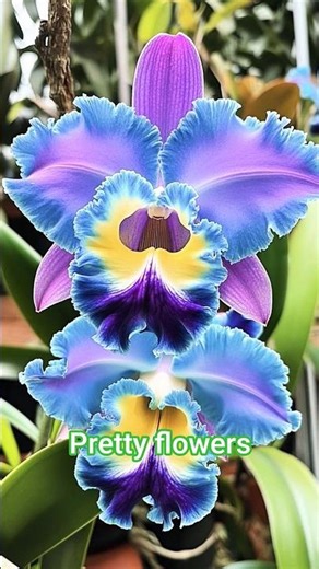 Beautiful Flowering Plants💙🧡💙 Peaceful NatureScene”#beautifulnaturalflowers​​​#beautiful​​​#viral#yt