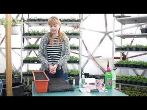 Inmultirea petuniilor din seminte