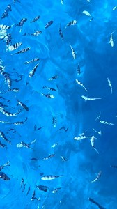 How fish feeding looks from above vs. below 😍 📍@haurakiadventuresfiji #fiji #wherehappinesscomesnaturally #nature #adventure #marine | Tourism Fiji