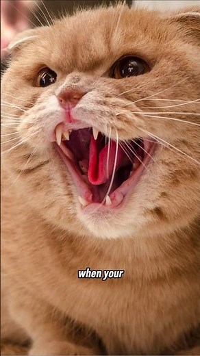 Types of Cat Aggression Explained!