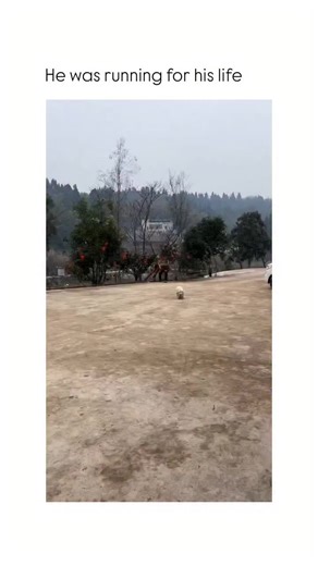 @mindclarity__1 on Instagram: "This video captures a high-energy, chaotic outdoor moment where a small dog narrowly escapes a series of loud firework explosions. ​The Subject ​A small, fluffy white dog wearing a striped sweater is seen running across a large, open concrete courtyard. In the background, a person is briefly visible running away as a string of firecrackers begins to detonate. The setting is an outdoor residential area with trees, red lanterns, and a building in the distance. ​The M