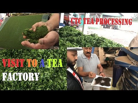 Step by Step CTC Tea Manufacturing process || Visit to a Tea factory!!