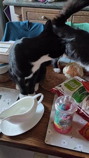 Halloweenrainbow (@miss.rainbow.bell)’s videos with original sound - Halloweenrainbow