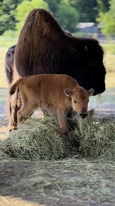 15K views · 704 reactions | Roam, roam on the Plains 怜 As the Wood...