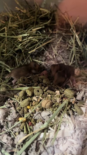 Syrian Hamster Babies: Rapid Growth in Weeks