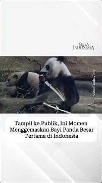Tampil ke Publik, Ini Momen Menggemaskan Bayi Panda Besar Pertama di Indonesia