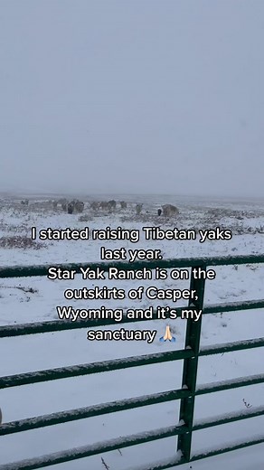 The Star Yak Ranch is located in Casper, #Wyoming where I raise Tibetan yaks and surround myself with nature #yaks #jeffreestar #farmlife