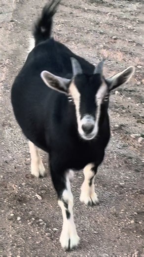 Adelita was impatient all night. So she might be a mama very soon! #goats #nigeriangoats | Ana M Regalado