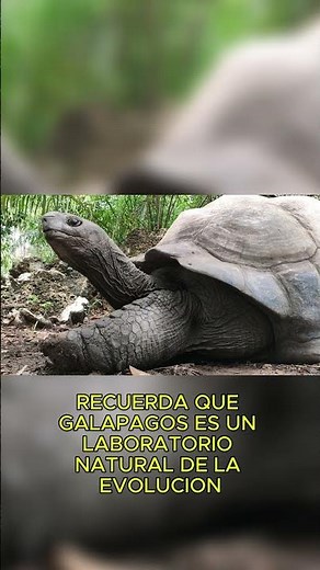 GALAPAGOS Giant Tortoise