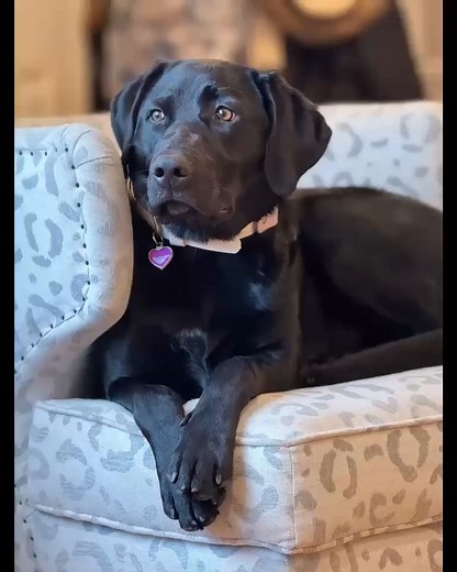 37 reactions · 8 comments | Remember our beautiful black lab puppy,...
