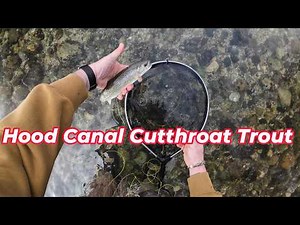 Hood Canal Fly Fishing: Sea Run Cutthroat