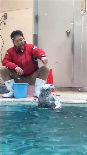 Wow watch sea otter is delicate playing #viralvideo #seaotter #cute #marinemammal #shorts