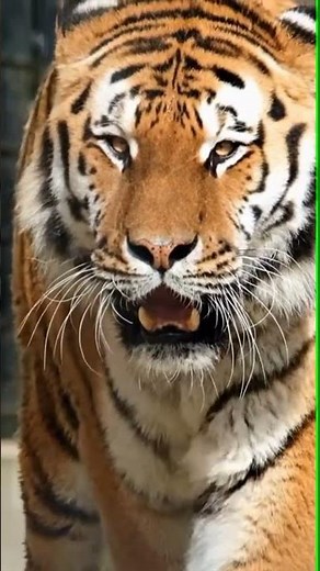 Bengal Tiger: The Majestic King of the Indian Wilderness