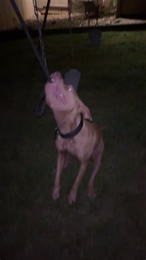 Explore the Legacy of Machobuck in APBT