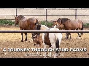 Breeding Excellence: A Journey Through Stud Farms and Horse Bloodlines ‪@WildHorseSecrets‬