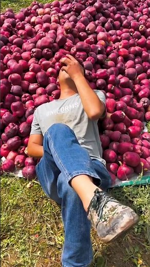 He didn't let me eat an apple 🍎🍏 | Amazing delicious apples #fruit #harvest