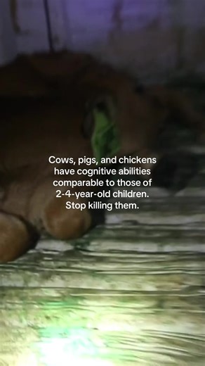 Watch the 3-minute video linked in my bio 🌱 Pigs are among the most intelligent non-human animals. They learn quickly, solve complex problems, understand symbols, and have strong long-term memory. They recognize individuals, remember locations, and show curiosity and emotional depth. In many cognitive domains, pigs are often comparable to 3–4-year-old children. Chickens are widely underestimated. They can count small numbers, understand cause-and-effect relationships, recognize individual faces