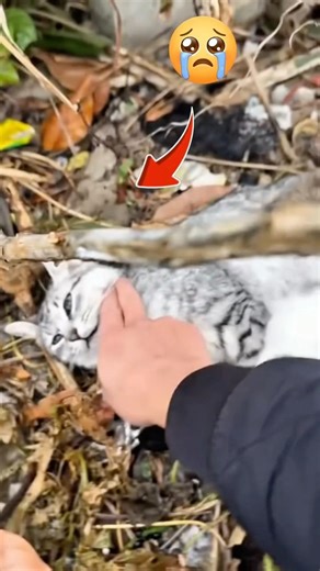 Kätzchen ohne ihre Mutter 💔😭🐈 ! #youtubeshorts #animalfacts