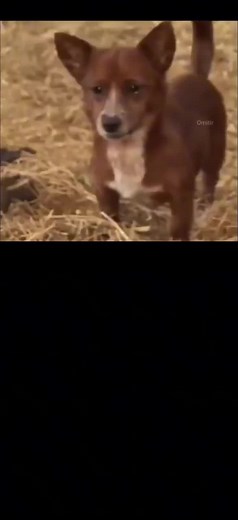 Heartwarming Moments with a Dog, Cow, and Friend