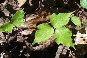 Poison Ivy Treatment | Epiphany Dermatology