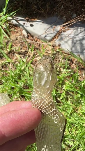 Info : snake shed identification #fy #dieslangou #fyp