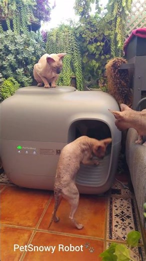 Sphynx Cat Family Testing PetSnowy WC robot 🐾✅