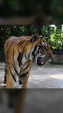 Tiger Rescued From A Zoo Now Clings To His Favorite Giant Red Ball | The Dodo