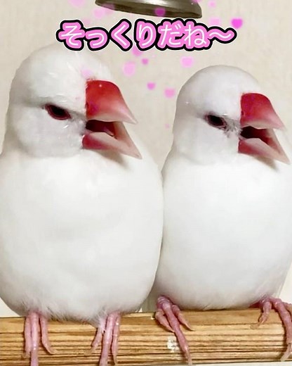 This parent and child Java sparrow with the same face is so funny and cute 🩷 #javasparrow #cute #...